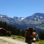 Fruehstuecks- Sonnblickhof